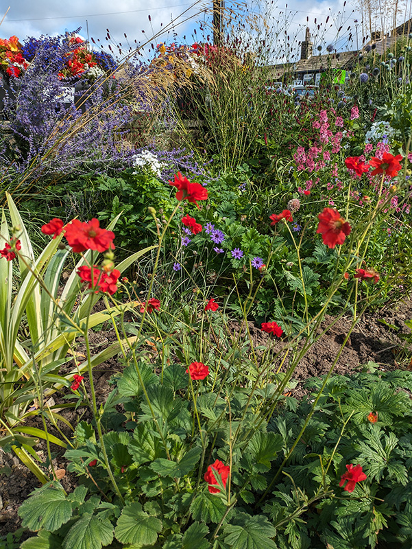 Newly planted semi sunny bed Geum