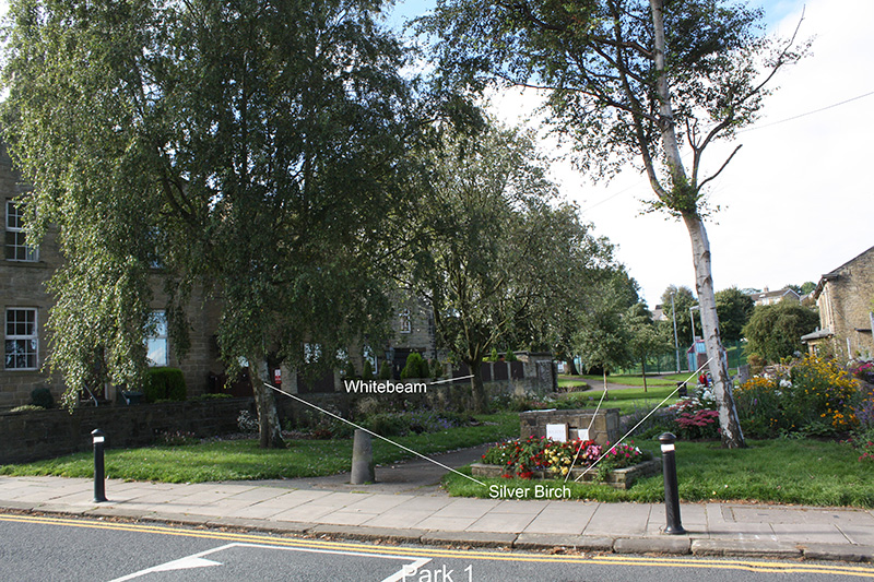 Whitebeam and Silver Birch
