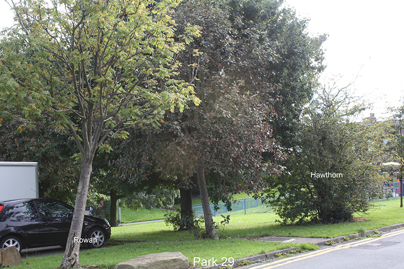 Hawthorn and Rowan
