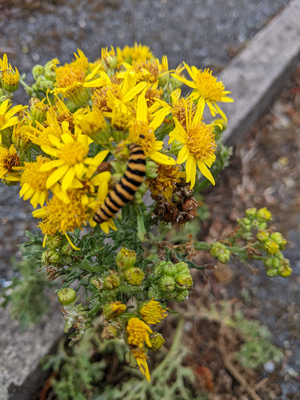 Ragwort with Cinnabar moth larvae, by steps down to squash club