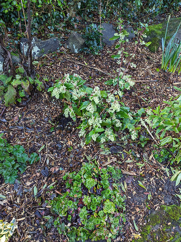 Ribes laurifolium flowering currant centre shrub bed