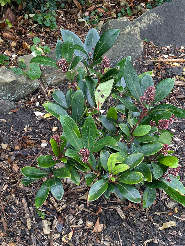 Skimmia