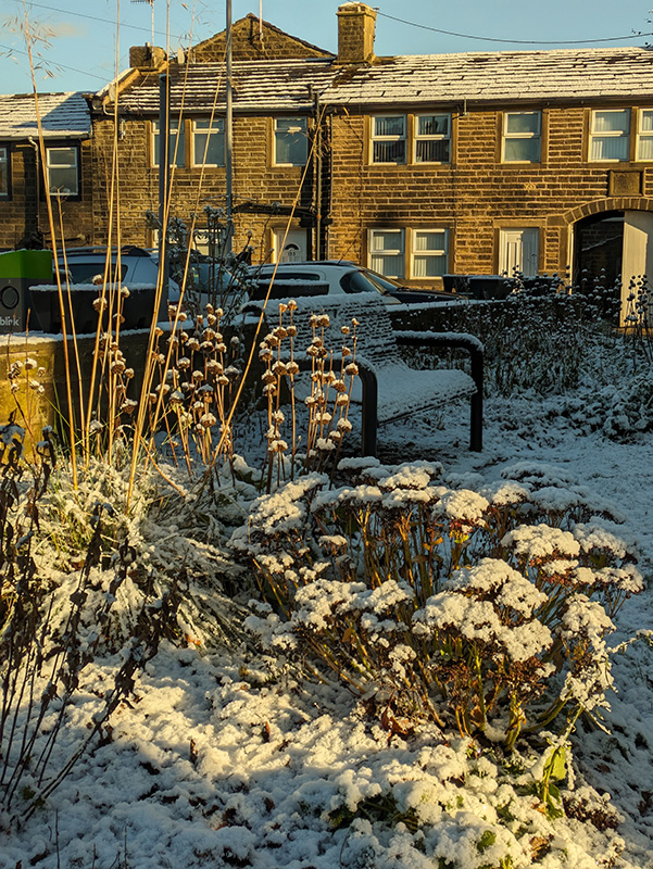 Snow on phlomis in background and sedums foreground