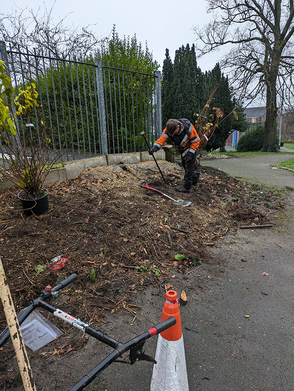 Snowberry & Laurel removal