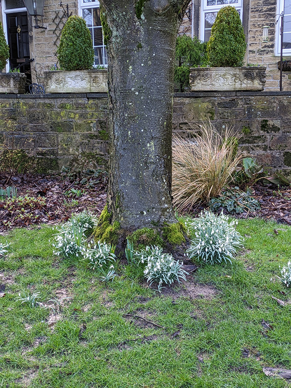Snowdrops with sedge in background