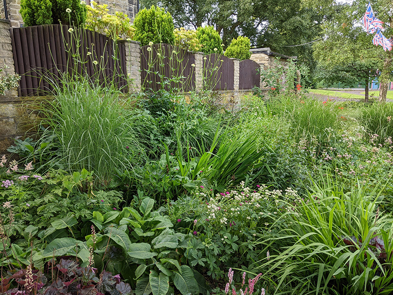 Tall lemon plant at back cephalaria gigantea