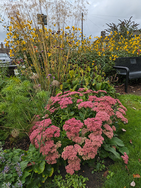 2nd semi sunny flower bed - sedum, Helianthus, stipa gigantica